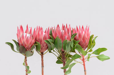 All About King Protea