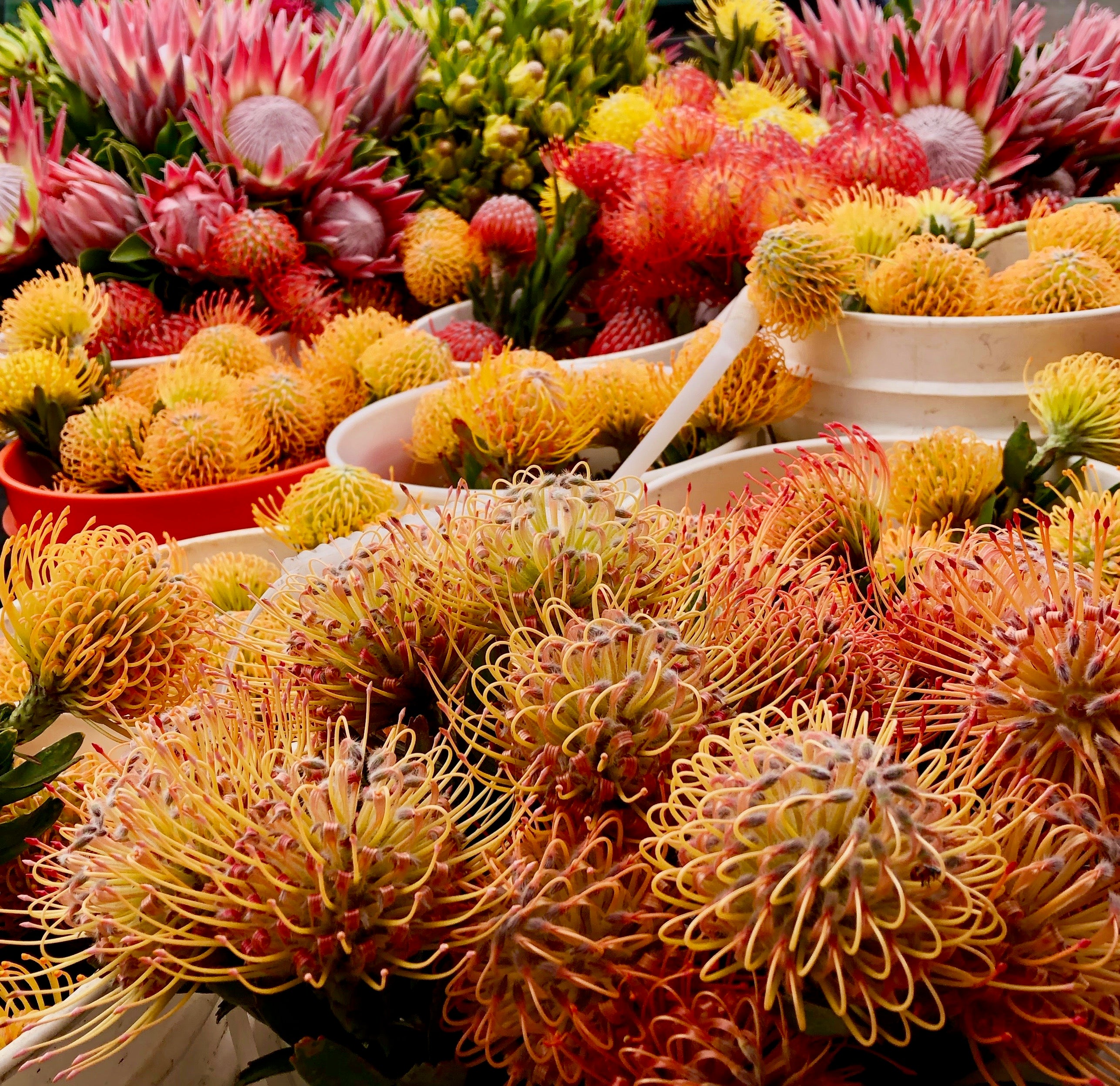 https://www.mauifloral.com/cdn/shop/articles/Farm_Fresh_Protea_IMG_1674_2573x.jpg?v=1633896687