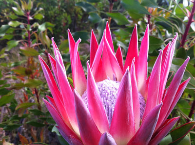 Maui Floral … Maui Roots